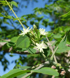 Kentucky Coffee Tree - Gymnocladus dioicus- USDA Zones 3–8