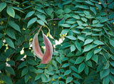 Kentucky Coffee Tree - Gymnocladus dioicus- USDA Zones 3–8