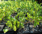 Arctostaphylos Uva-Ursi, Kinnikinnick Ground Cover Attracts Hummingbirds 3 1/2"