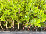 Arctostaphylos uva-ursi - Kinnikinnick plant. Starter plugs