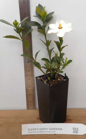 potted gardenia plant Gardenia jasminoides 'Kleim's Hardy' - Highly Fragrant Flowers