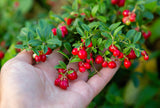 Lingonberry Koralle (Vaccinium vitis-idaea 'Koralle') Berries- Landscape or Container Plant