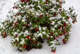 Lingonberry Koralle (Vaccinium vitis-idaea 'Koralle') Berries- Landscape or Container Plant