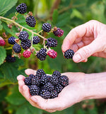 Kotato Trailing Blackberry - Unique Flavor- Small Seeds