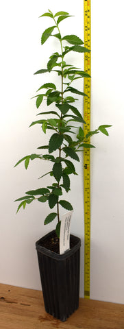 Ulmus parvifolia, Chinese Lacebark Elm - Bonsai or Landscape