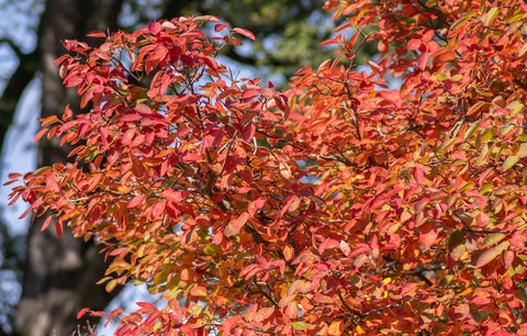 Lamarckii Serviceberry (Amelanchier lamarckii) - Flowering tree with Editable Berries & Fall Color