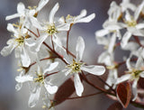 Lamarckii Serviceberry (Amelanchier lamarckii) - Flowering tree with Editable Berries & Fall Color