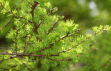 Japanese Larch (Larix kaempferi) - Bonsai or Landscape 5 - 10 inches tall