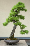 Japanese Larch (Larix kaempferi) - Bonsai or Landscape 5 - 10 inches tall
