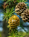Japanese Larch (Larix kaempferi) - Bonsai or Landscape 5 - 10 inches tall