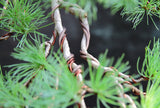 Japanese Larch (Larix kaempferi) - Bonsai or Landscape- 18- 36 inches tall, dormant bare root plant.  2 year old trees.