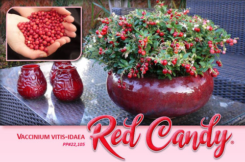 Lingonberry Red Candy - Delicious Berries- Eye Catching Landscape or Container Plant