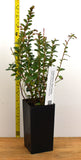 Lingonberry Red Candy- Potted Plants- Delicious Berries- Eye Catching Landscape or Container Plant