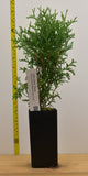 Little Giant Globe Arborvitae - Low Maintance Landscape or Bonsai