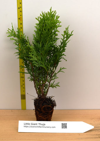 Little Giant Globe Arborvitae - Low Maintance Landscape or Bonsai