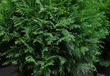 Little Giant Globe Arborvitae - Low Maintance Landscape or Bonsai
