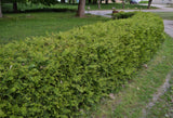 Little Giant Globe Arborvitae - Low Maintance Landscape or Bonsai