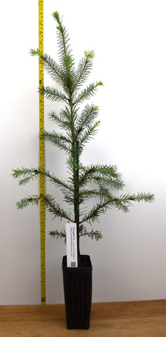Douglas Fir Tree (Pseudotsuga menziesii) Rocky Mountain -Lincoln National Forest Seed Source