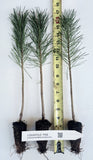 Lodgepole Pine, (Pinus contorta var. murrayana) - Landscape, Pre Bonsai, or Reforestation