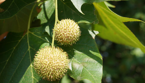 'Bloodgood' London Planetree (Platanus x acerifolia 'Bloodgood')