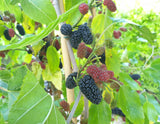 Mojo Berry® - Morus rotundiloba - Compact Everbearing Mulberry Tree- Great For Containers or Gardens