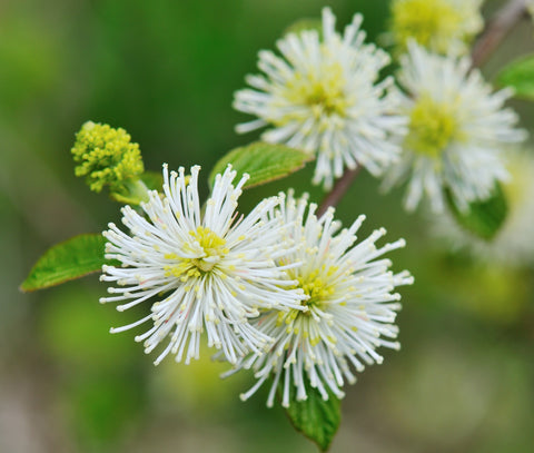 Mount Airy Fothergilla - Showy, honey-scented white bottlebrush flowers. Fall foliage