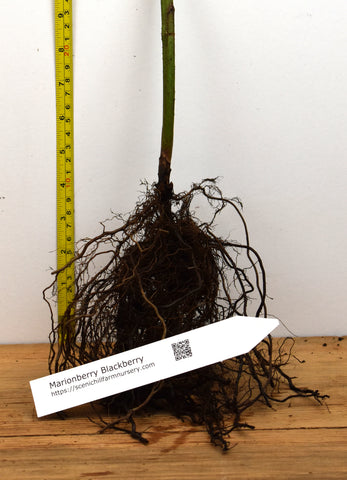 Marionberry Blackberry -2 Year Old Bare Root Plants - The Most Flavorful Blackberry