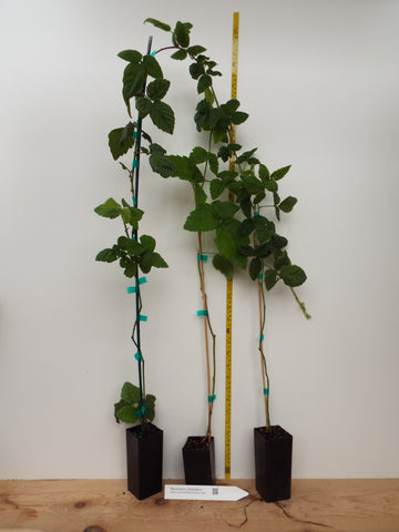potted blackberry plants Marionberry Bare Root Canes