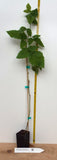 Marionberry Potted Plants- The Most Flavorful Blackberry- Free Shipping
