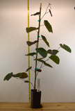 Merlot Redbud- Compact, heat-tolerant, wine-purple leaves & vibrant pink blossoms.