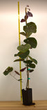 Merlot Redbud- Compact, heat-tolerant, wine-purple leaves & vibrant pink blossoms.