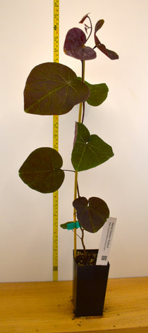 Merlot Redbud- Compact, heat-tolerant, wine-purple leaves & vibrant pink blossoms.