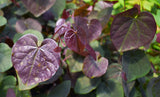 Merlot Redbud- Compact, heat-tolerant, wine-purple leaves & vibrant pink blossoms.