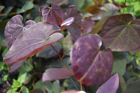 Merlot Redbud- Compact, heat-tolerant, wine-purple leaves & vibrant pink blossoms.