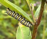 Asclepias speciosa - Showy milkweed-  Monarch Butterfly Host - Attracts Honeybees and Pollinators