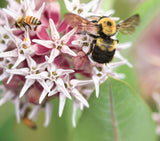 Asclepias speciosa - Showy milkweed-  Monarch Butterfly Host - Attracts Honeybees and Pollinators