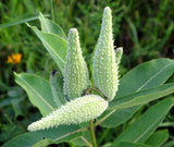 Asclepias speciosa - Showy milkweed-  Monarch Butterfly Host - Attracts Honeybees and Pollinators