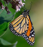 Asclepias speciosa - Showy milkweed-  Monarch Butterfly Host - Attracts Honeybees and Pollinators
