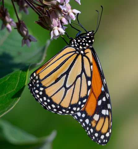 Asclepias speciosa - Showy milkweed-  Monarch Butterfly Host - Attracts Honeybees and Pollinators