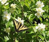 Mock Orange (Philadelphus lewisii) Fragrant, Citrus-Like Flowers - Hedgerows,  Erosion Control, & Wildlife Gardens.