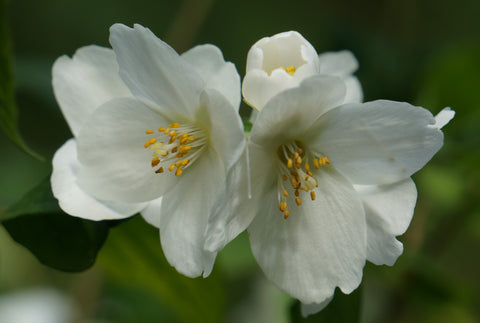 Mock Orange (Philadelphus lewisii) Fragrant, Citrus-Like Flowers - Hedgerows,  Erosion Control, & Wildlife Gardens.