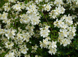 Mock Orange (Philadelphus lewisii) Fragrant, Citrus-Like Flowers - Hedgerows,  Erosion Control, & Wildlife Gardens.