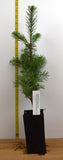Momi Fir, (Abies firma)- Great for Southeast, Southern California, and Hawaii - Christmas Trees, Bonsai, Landscape