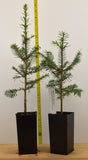 Momi Fir, (Abies firma)- Great for Southeast, Southern California, and Hawaii - Christmas Trees, Bonsai, Landscape