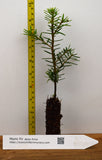 Momi Fir, (Abies firma)- Great for Southeast, Southern California, and Hawaii - Christmas Trees, Bonsai, Landscape