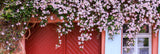 Clematis montana (Mountain Clematis or Anemone Clematis) Prolific Pink Flowers