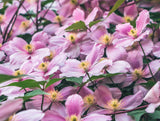 Clematis montana (Mountain Clematis or Anemone Clematis) Prolific Pink Flowers