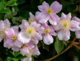 Clematis montana (Mountain Clematis or Anemone Clematis) Prolific Pink Flowers