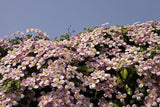Clematis montana (Mountain Clematis or Anemone Clematis) Prolific Pink Flowers