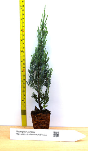Moonglow Juniper (Juniperus scopulorum 'Moonglow')  Low-Maintenance Silver-Blue Foliage